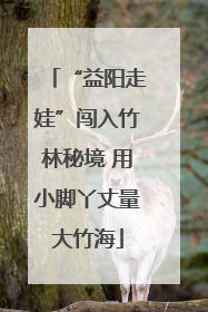 “益阳走娃”闯入竹林秘境 用小脚丫丈量大竹海