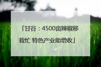 甘谷：4500亩辣椒移栽忙 特色产业助增收