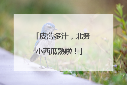 皮薄多汁，北务小西瓜熟啦！