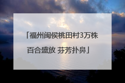 福州闽侯桃田村3万株百合盛放 芬芳扑鼻