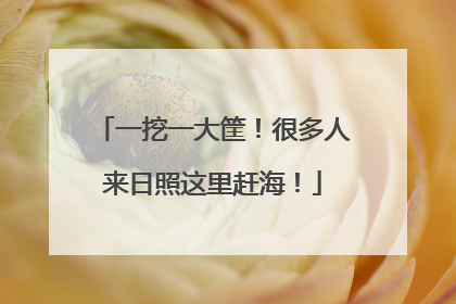 一挖一大筐！很多人来日照这里赶海！