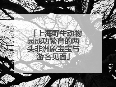 上海野生动物园成功繁育的两头非洲象宝宝与游客见面