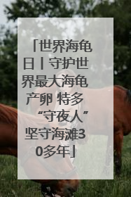 世界海龟日丨守护世界最大海龟产卵 特多“守夜人”坚守海滩30多年