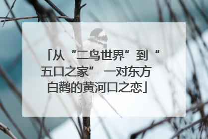 从“二鸟世界”到“五口之家” 一对东方白鹳的黄河口之恋