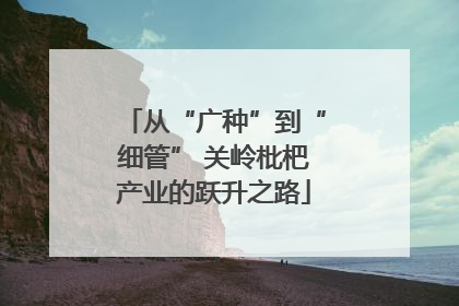 从“广种”到“细管” 关岭枇杷产业的跃升之路