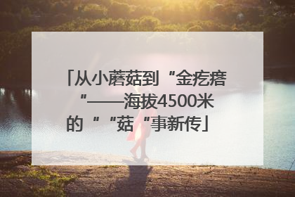 从小蘑菇到“金疙瘩“——海拔4500米的““菇“事新传
