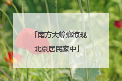 南方大蟑螂惊现北京居民家中