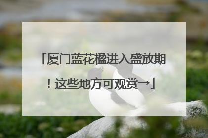 厦门蓝花楹进入盛放期！这些地方可观赏→