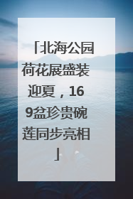 北海公园荷花展盛装迎夏，169盆珍贵碗莲同步亮相
