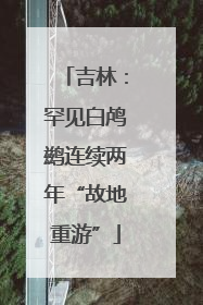 吉林：罕见白鸬鹚连续两年“故地重游”