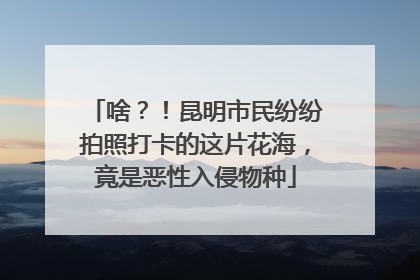 啥？！昆明市民纷纷拍照打卡的这片花海，竟是恶性入侵物种