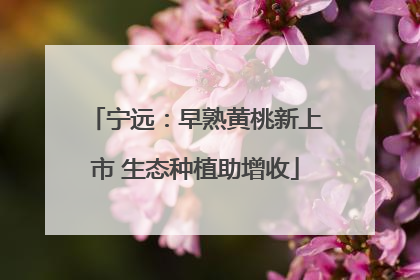 宁远：早熟黄桃新上市 生态种植助增收