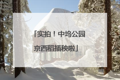 实拍！中坞公园京西稻插秧啦