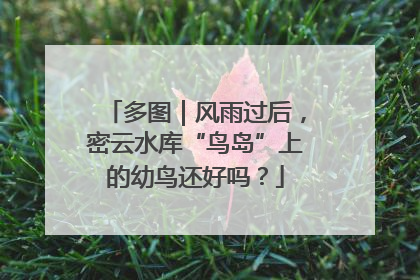 多图｜风雨过后，密云水库“鸟岛”上的幼鸟还好吗？