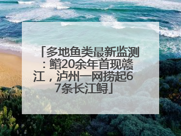 多地鱼类最新监测：鳤20余年首现赣江，泸州一网捞起67条长江鲟