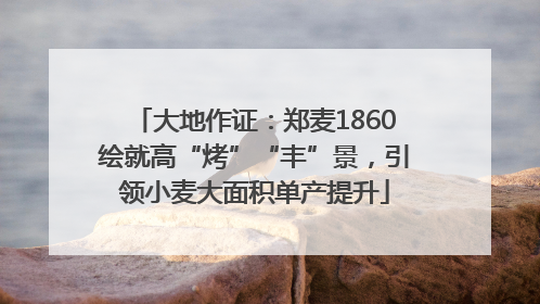 大地作证：郑麦1860绘就高“烤”“丰”景，引领小麦大面积单产提升