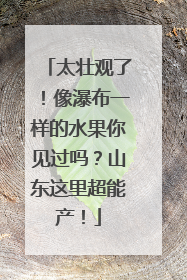 太壮观了！像瀑布一样的水果你见过吗？山东这里超能产！