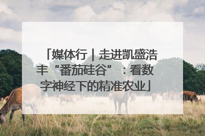 媒体行｜走进凯盛浩丰“番茄硅谷”：看数字神经下的精准农业
