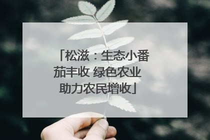 松滋：生态小番茄丰收 绿色农业助力农民增收