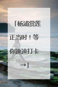 杨浦赏莲正当时！等你速速打卡→