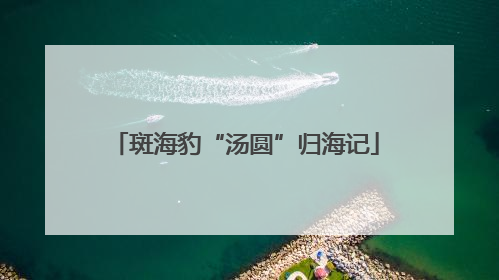 斑海豹“汤圆”归海记