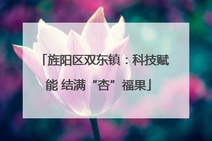 旌阳区双东镇：科技赋能 结满“杏”福果