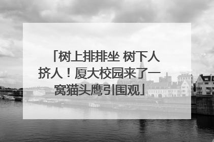 树上排排坐 树下人挤人！厦大校园来了一窝猫头鹰引围观