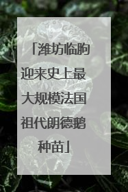 潍坊临朐迎来史上最大规模法国祖代朗德鹅种苗