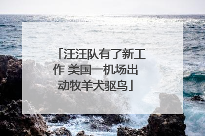 汪汪队有了新工作 美国一机场出动牧羊犬驱鸟