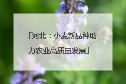 河北：小麦新品种助力农业高质量发展