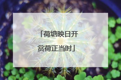 荷塘映日开 赏荷正当时