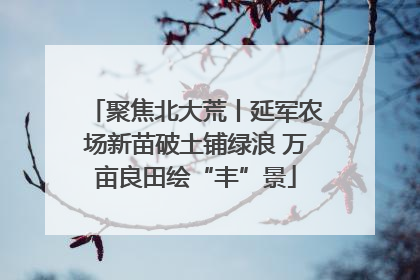 聚焦北大荒丨延军农场新苗破土铺绿浪 万亩良田绘“丰”景