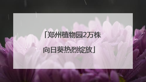 郑州植物园2万株向日葵热烈绽放