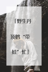 野生丹顶鹤“带娃”忙