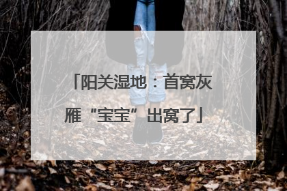 阳关湿地：首窝灰雁“宝宝”出窝了