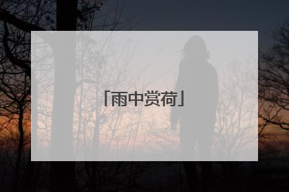 雨中赏荷