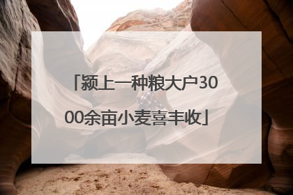 颍上一种粮大户3000余亩小麦喜丰收