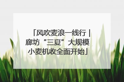 风吹麦浪一线行｜廊坊“三夏”大规模小麦机收全面开始