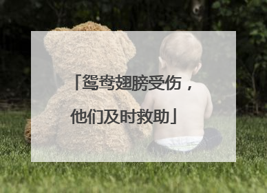 鸳鸯翅膀受伤，他们及时救助