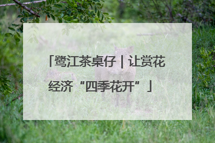 鹭江茶桌仔｜让赏花经济“四季花开”