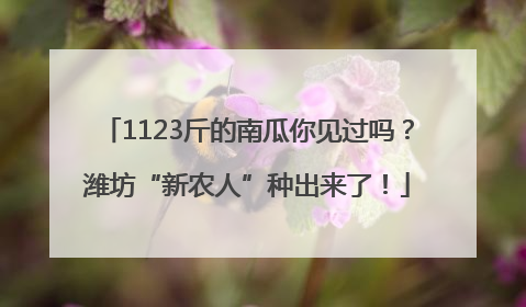 1123斤的南瓜你见过吗？潍坊“新农人”种出来了！