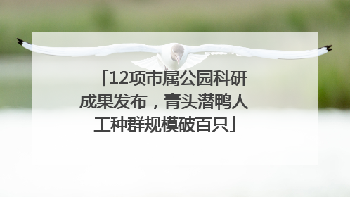 12项市属公园科研成果发布，青头潜鸭人工种群规模破百只
